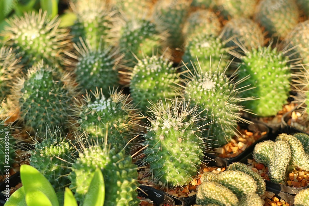 Beautiful cactus in tropical Beautiful cactus in tropical
