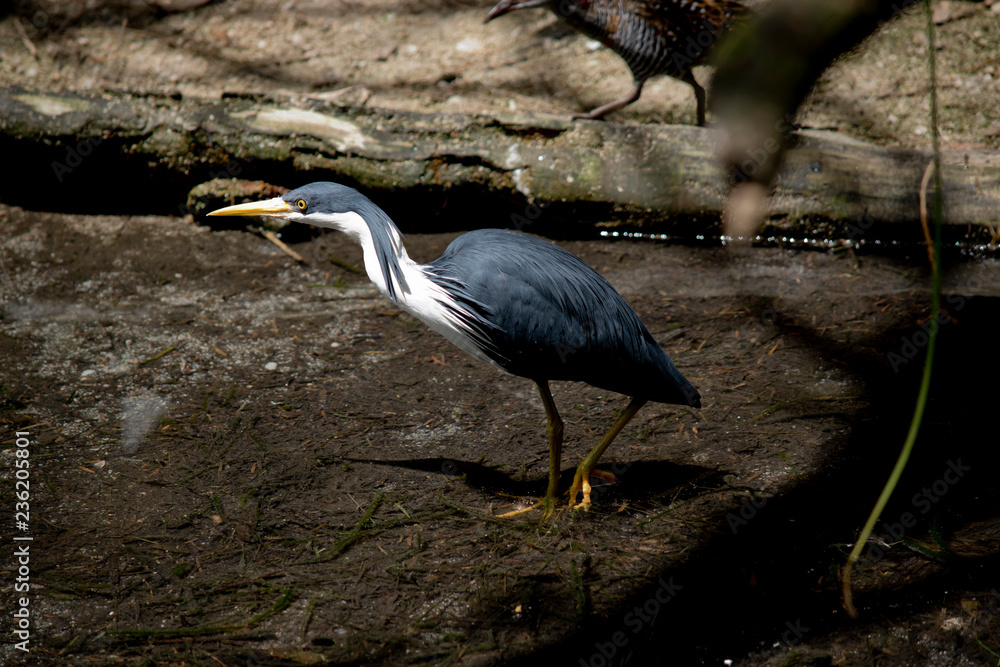 Fototapeta premium pied heron