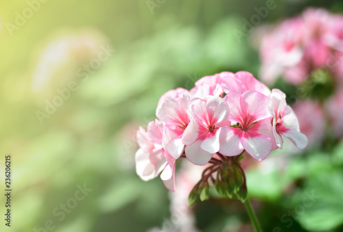 Natural view of pink flower under summer sunlight in garden,(Rhododendron sp. Ericaceae azalea)
