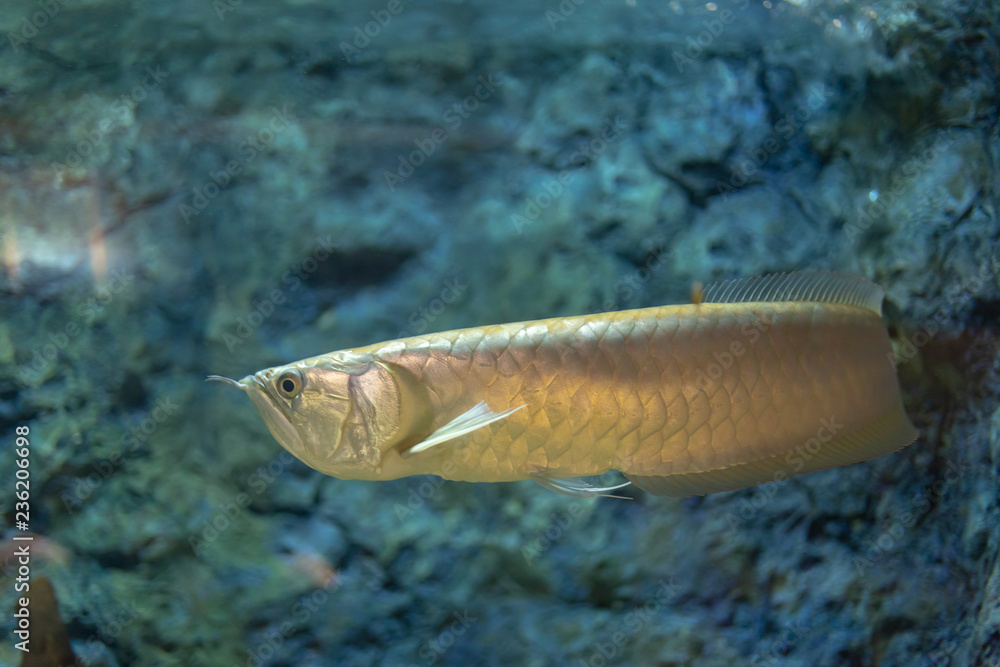 Naklejka premium Close up beautiful fish in the aquarium on decoration of aquatic plants background. A colorful fish in fish tank.