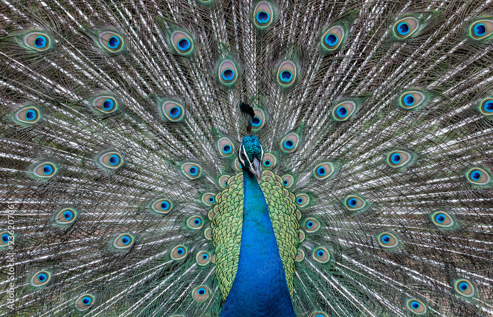 Fototapeta premium Male Peacock with Tail Feathers on Display