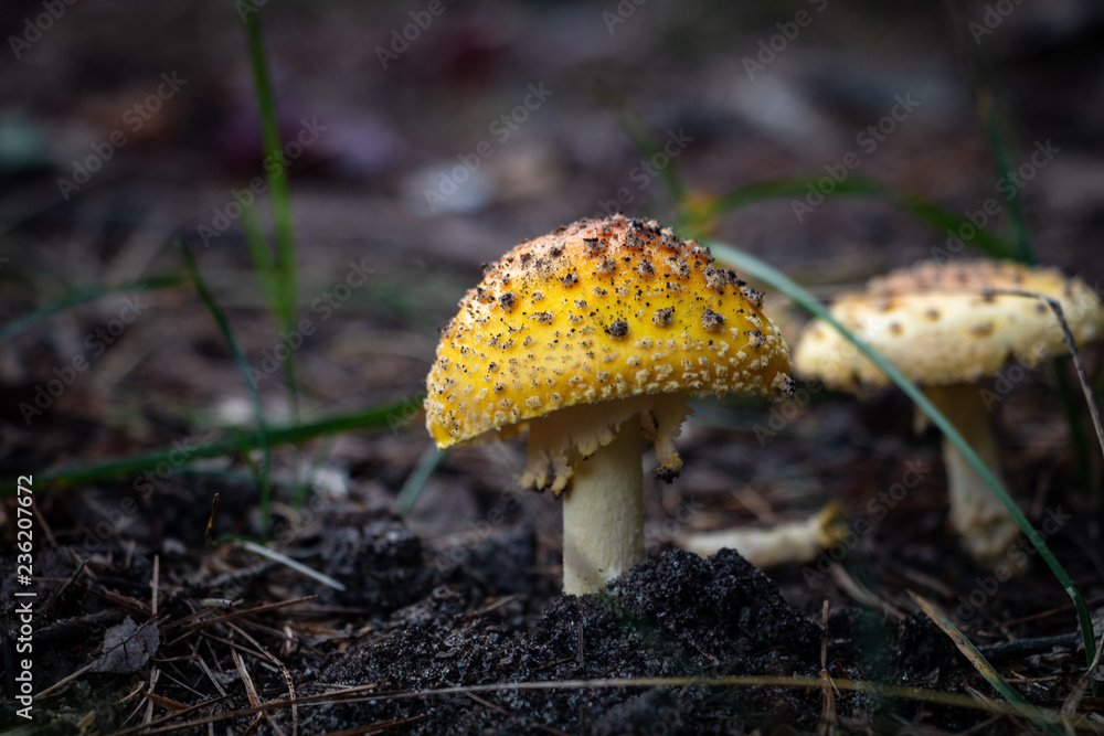 Fototapeta premium Forest Mushroom