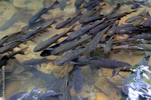 Neolissochilus stracheyi Amazing at Namtok Phlio National Park (Phlio waterfall) Chanthaburi Province, Thailand. Soro brook carp waterfall fish photo