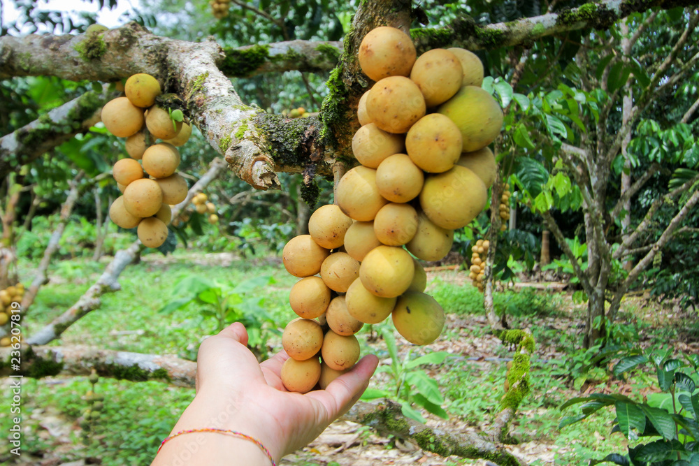 lansium parasiticum on the branch (Long Gong),Thailand lansium parasiticum on the branch (Long Gong),Thailand