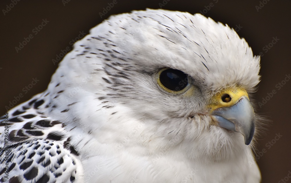 A white Gyrfalcon (Falco rusticolus)