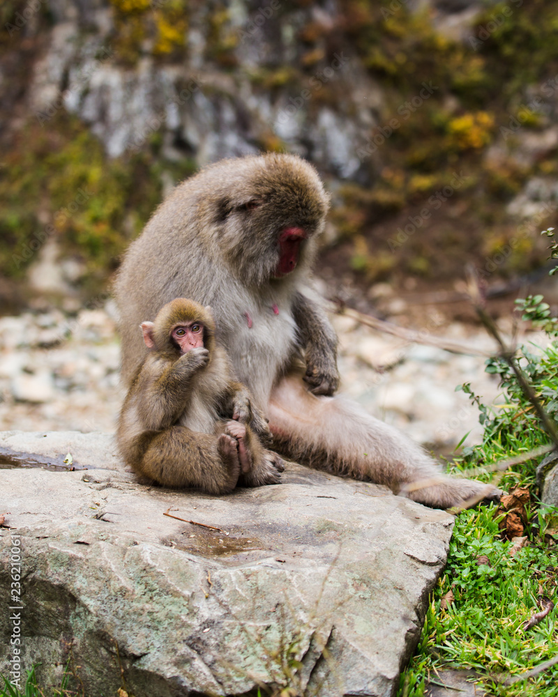 Baby snow monkey and mother sitting together Baby snow monkey and mother sitting together