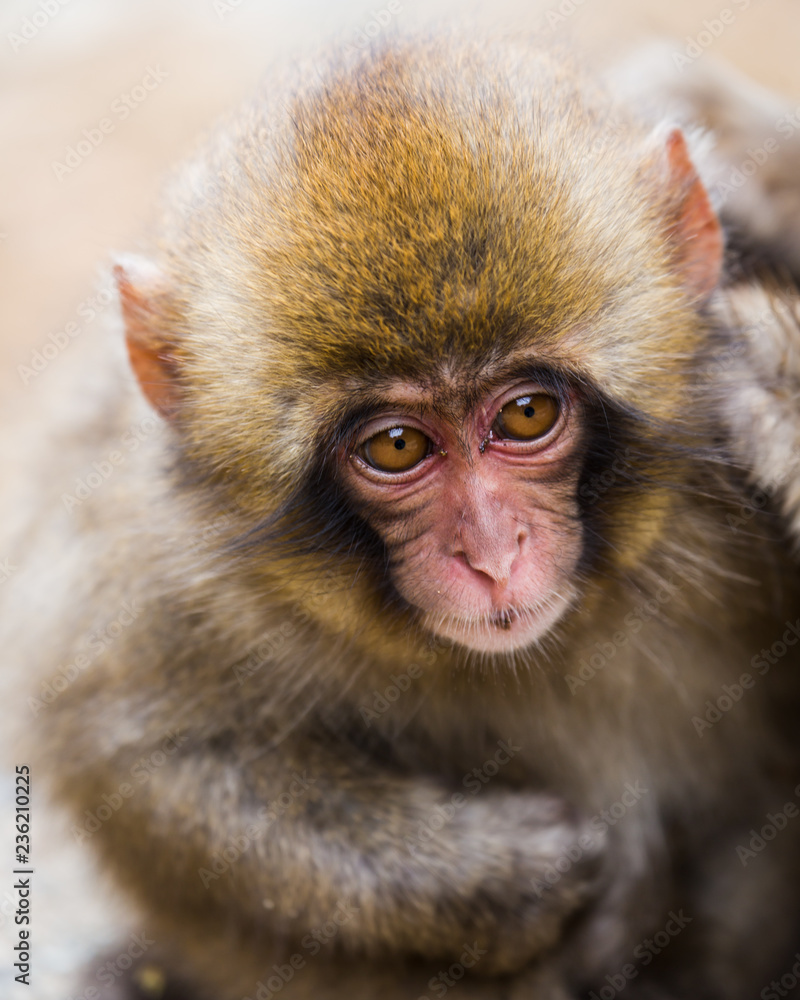 Baby snow monkey face portrait 1 Baby snow monkey face portrait 1