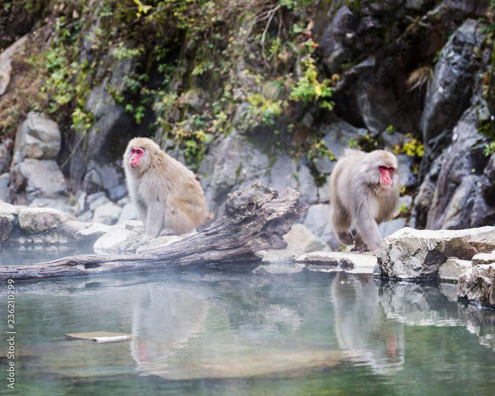 Obraz premium Snow monkeys with steaming onsen