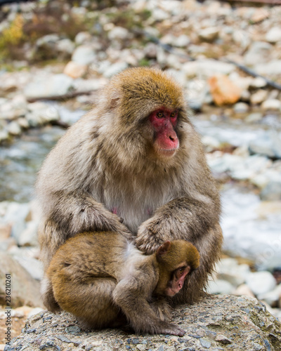 Mother snow monkey grooming baby © Andrew