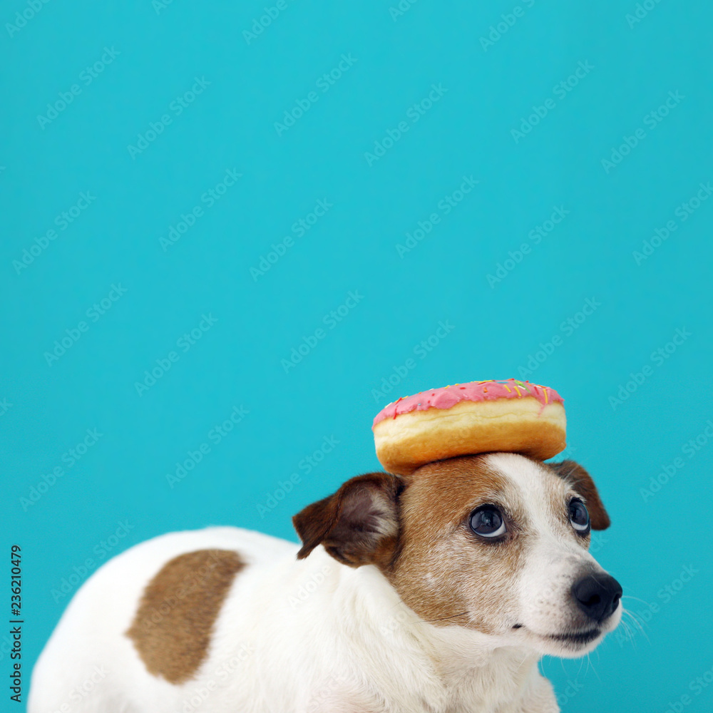 Funny Jack Russell Terrier dog with donut on its head looking at doughnut  on blue background Stock Photo | Adobe Stock