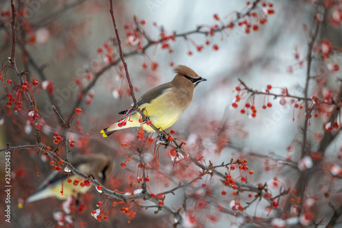 Cedar waxwing in a berry tree