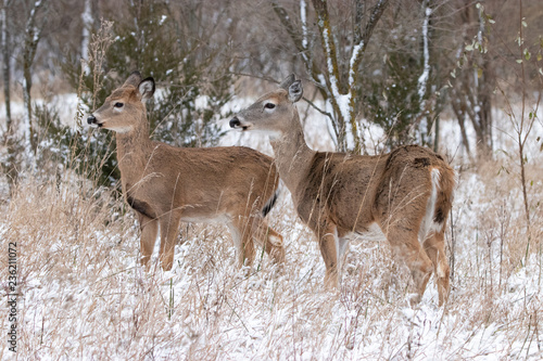 Fototapeta Naklejka Na Ścianę i Meble -  Two Deer in Snow