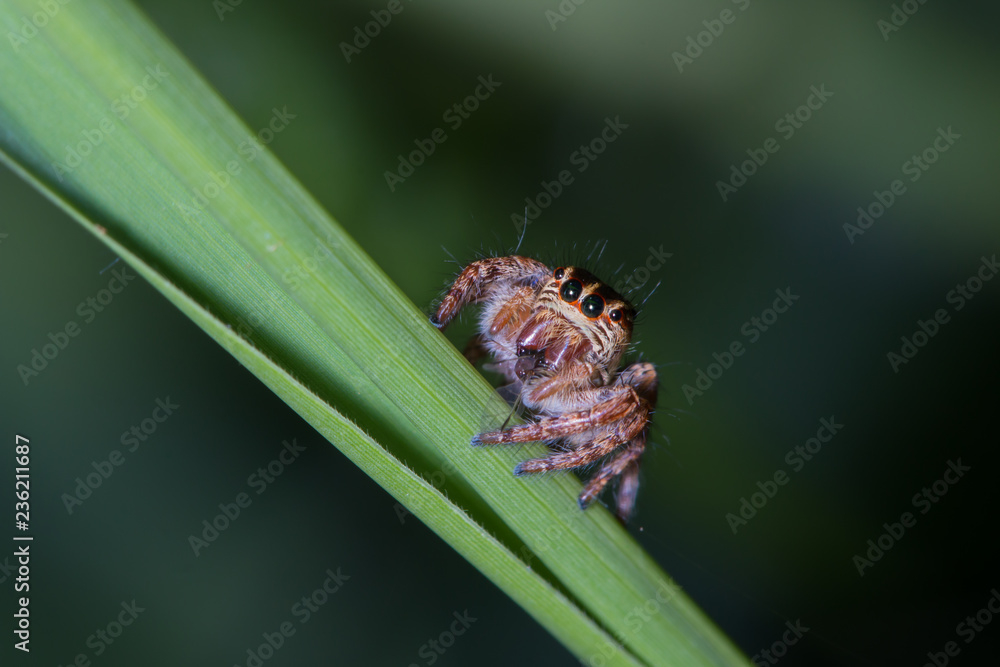 Fototapeta premium jumping spider feeding on small insect on green leaf