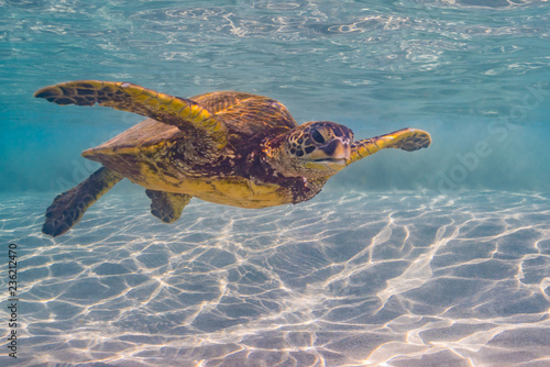 Sea Turtle swimming in clear water