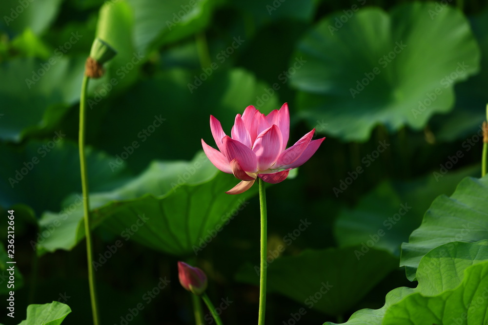 Blooming lotus flower, very beautiful