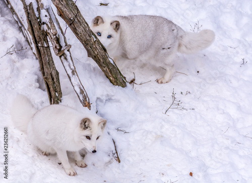 Beautiful arctic fox playing hide and seek