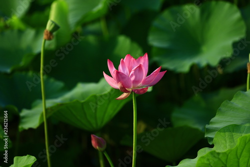 Blooming lotus flower  very beautiful