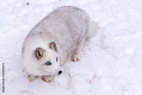 Beautiful Arctic Fox with the most beautiful blue eyes of the world © Fitawoman