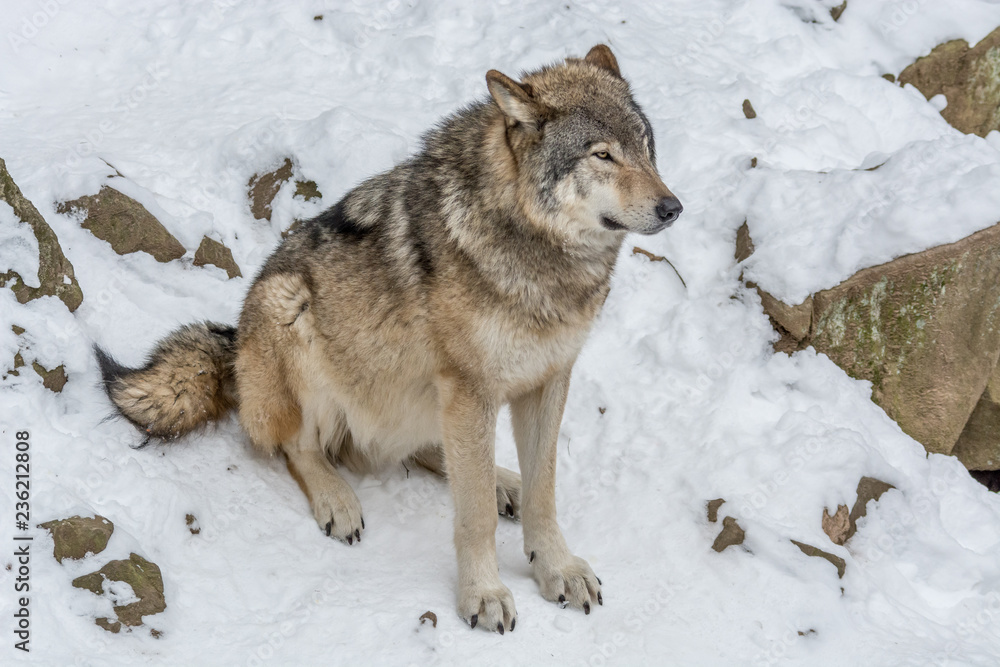 Calm and peaceful brown wolf in a snowy rocky landscape