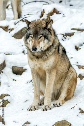 Calm and peaceful brown wolf in a snowy rocky landscape © Fitawoman