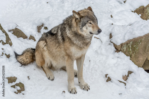 Calm and peaceful brown wolf in a snowy rocky landscape © Fitawoman