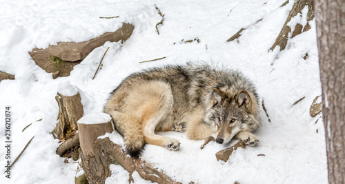 Calm and peaceful brown wolf in a snowy rocky landscape