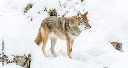 Beautiful Coyote Posing in the November Snow © Fitawoman