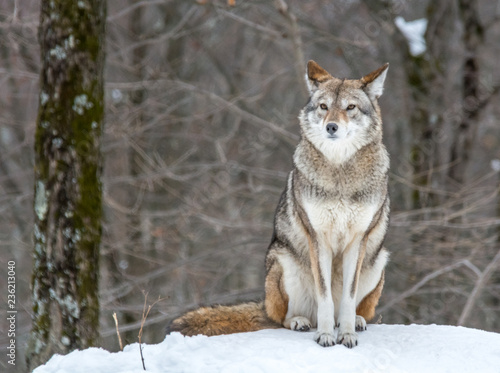 Beautiful Coyote Posing in the November Snow © Fitawoman