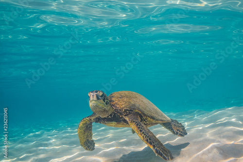 Sea Turtle swimming in clear water