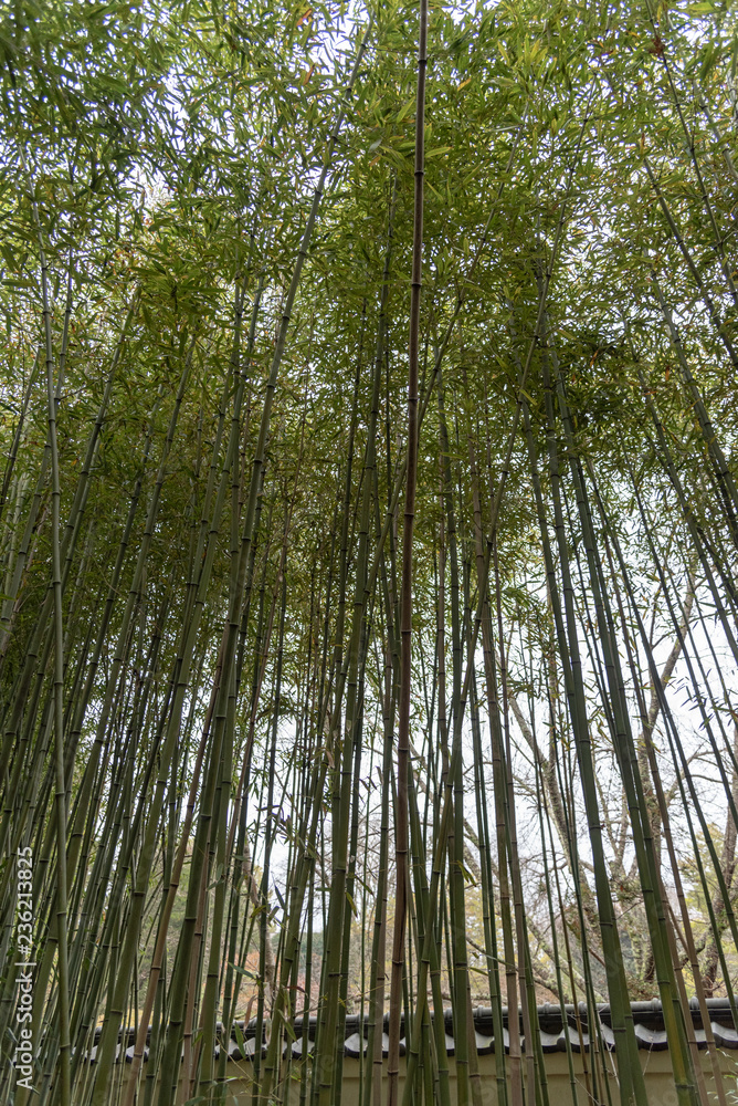 Fototapeta premium trees in the forest