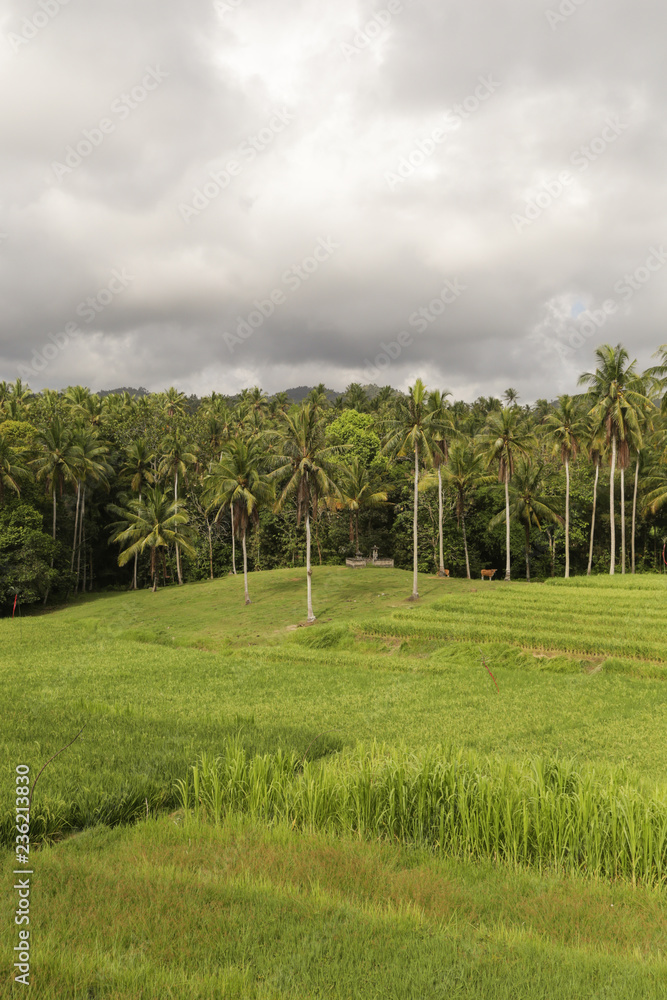 Obraz premium Amazing country side view of rice paddy and palm trees