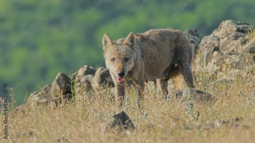 Female Wolf hunting prey and eating carcass in the mountain Female Wolf hunting prey and eating carcass in the mountain