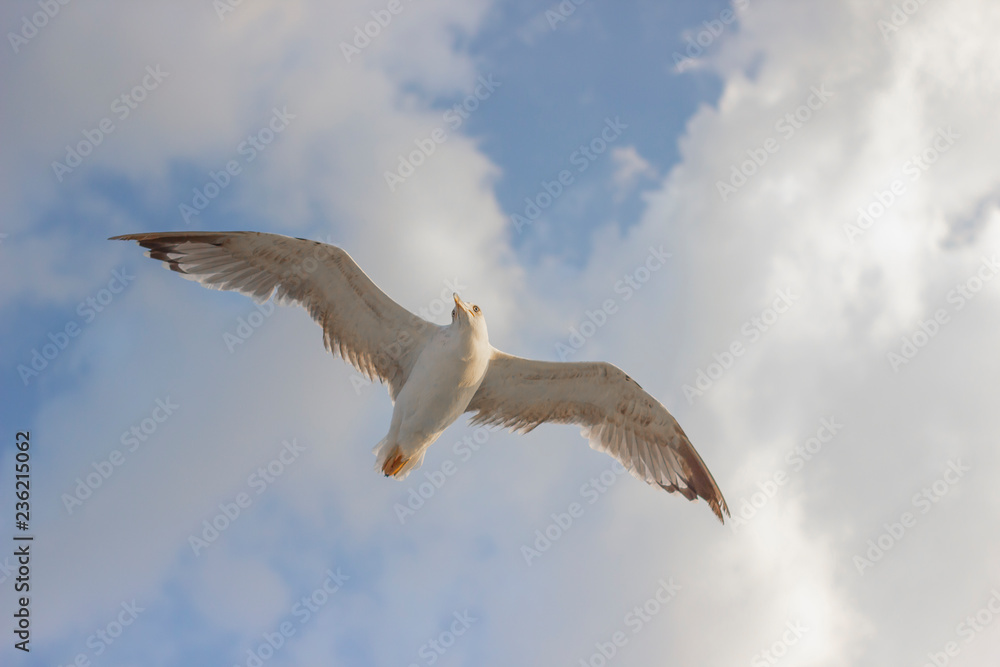 Obraz premium Cloudy weather blue sky and flying seagull