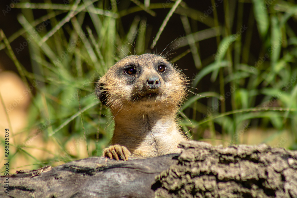 Fototapeta premium Cute little meerkat