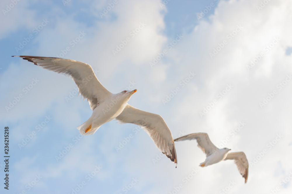 Obraz premium Cloudy weather blue sky and flying seagull