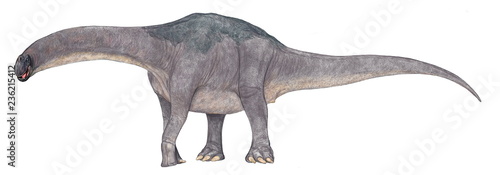 アルゼンティノサウルス　白亜紀中期の南米パタゴニアの地層から発見された巨大な竜脚類。発見された脛骨の長さは155センチもあり、ティタノサウルス科に属する特性を加味し全長推定がなされ、約35から45メートル、体重は100トンを超えると推定されています。地上性の動物としては史上最大の部類に入ります。体重を支える背骨の構造は緊密な接合を特徴とし、全体で支える構造であるため、脊柱の動きは制限され、動作は緩 © Mineo