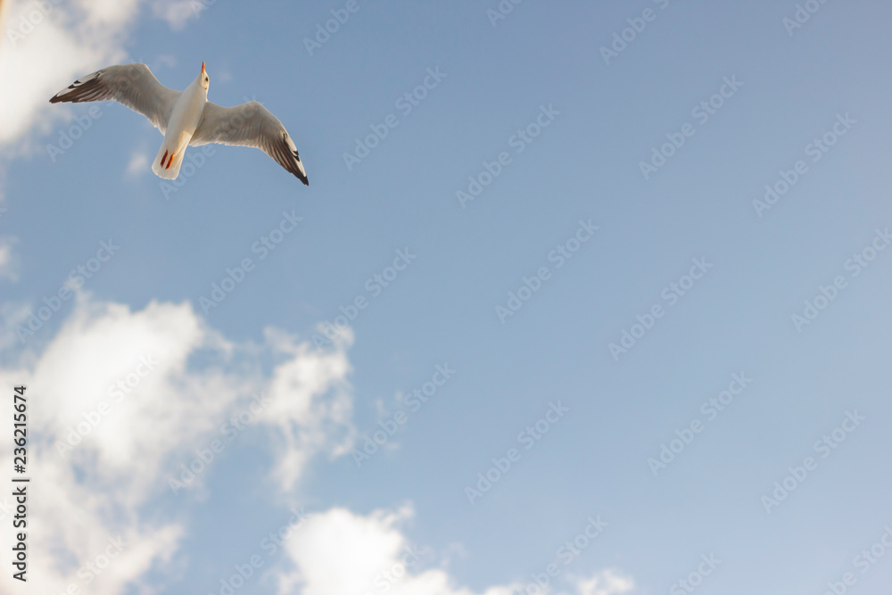 Cloudy weather blue sky and flying seagull Cloudy weather blue sky and flying seagull