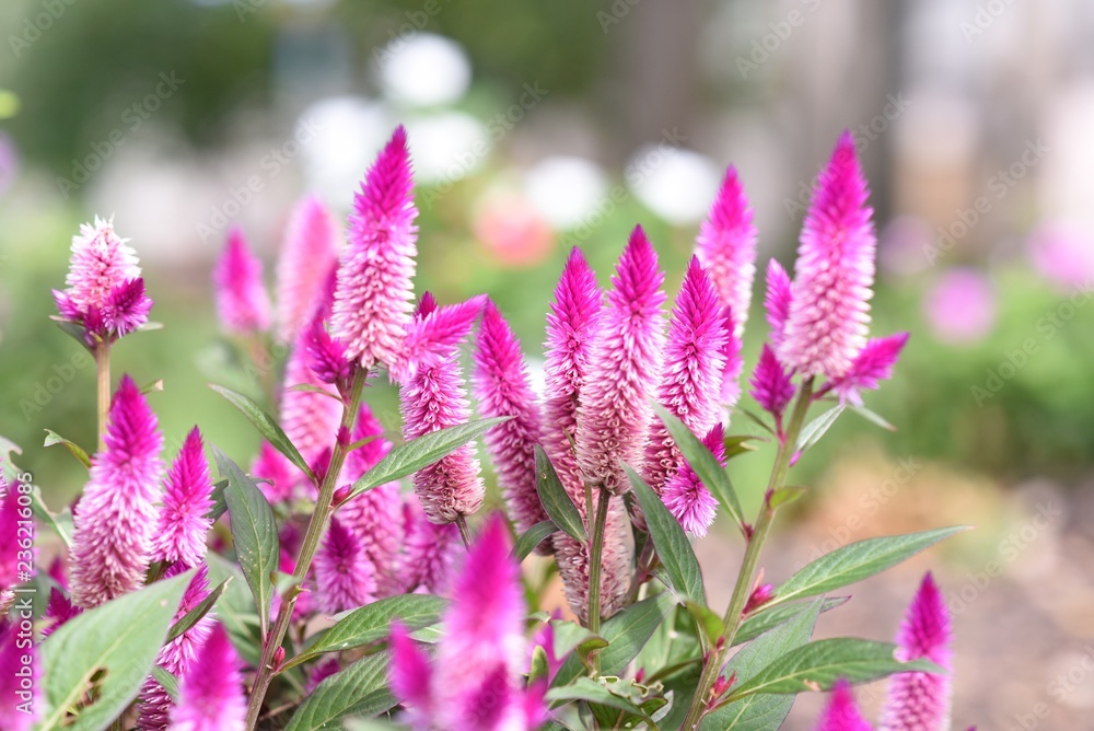 Obraz premium Bright and in bloom