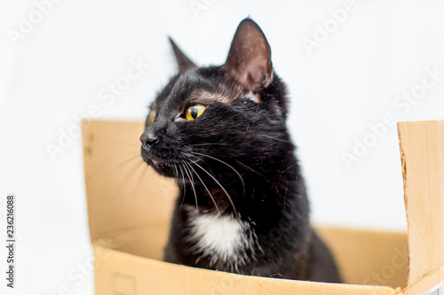 A cat plays in a cardboard box