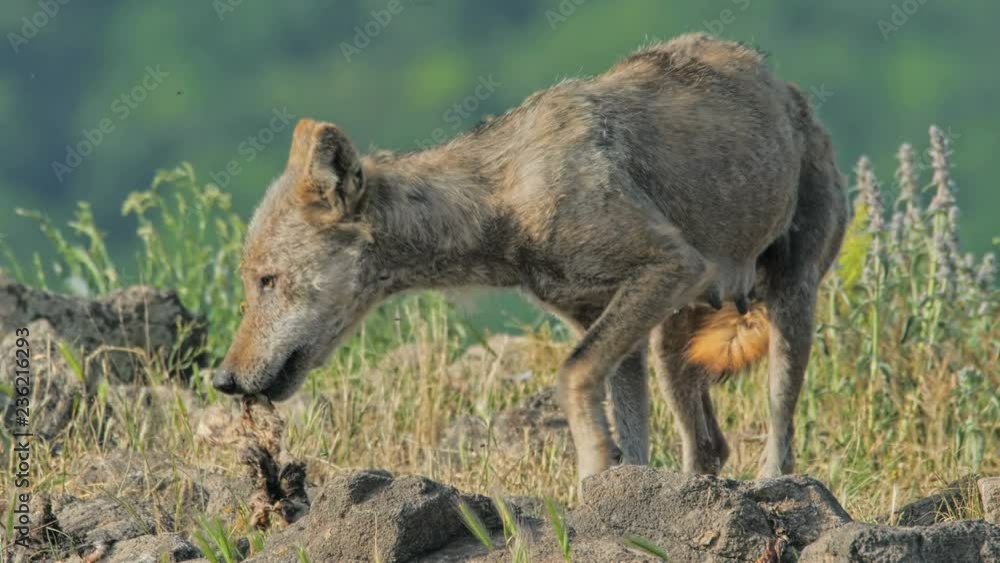 Female Wolf hunting prey and eating carcass in the mountain Female Wolf hunting prey and eating carcass in the mountain