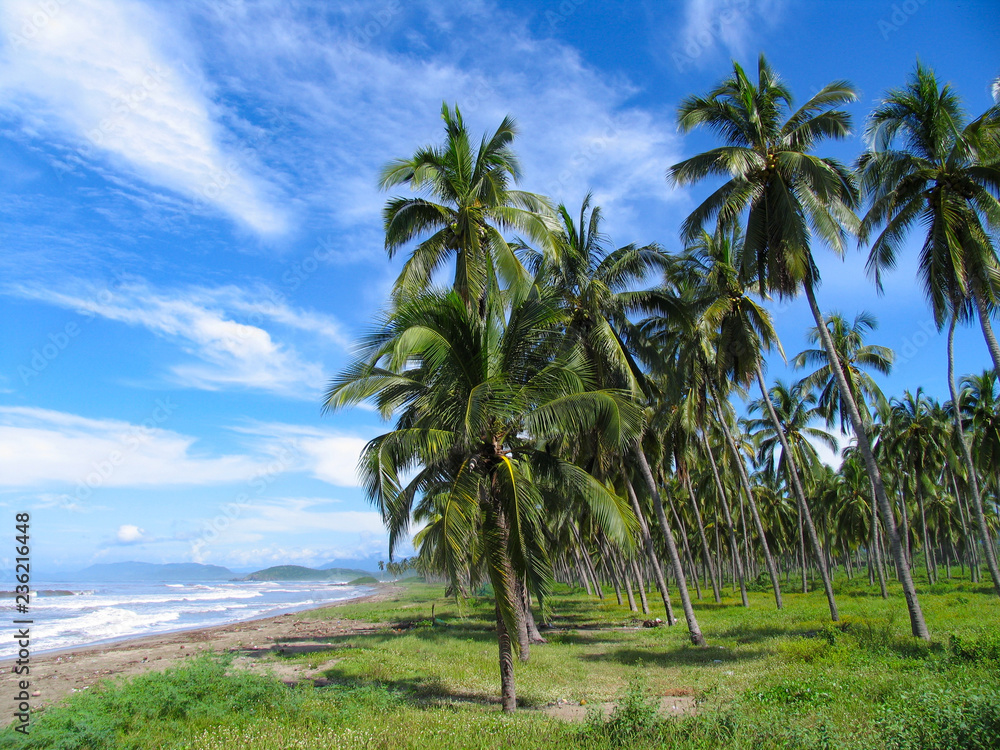 Tropical palms on the beautiful remote beaches of Ixtapa Ziahuatanejo Mexico