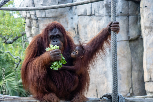 Bornean orangutans