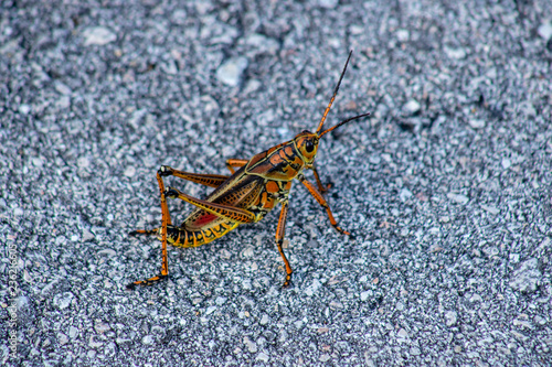 Lubber grasshopper © Suzanna