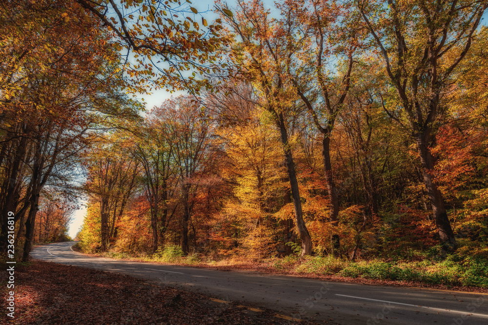 Road in the autumn mountain forest
