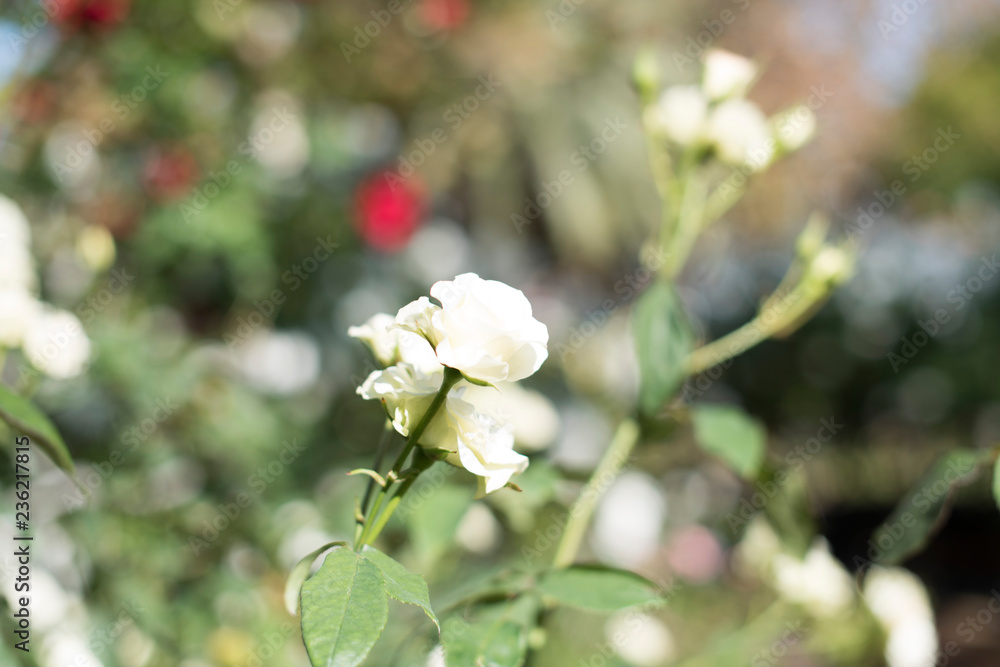Fototapeta premium rose flower