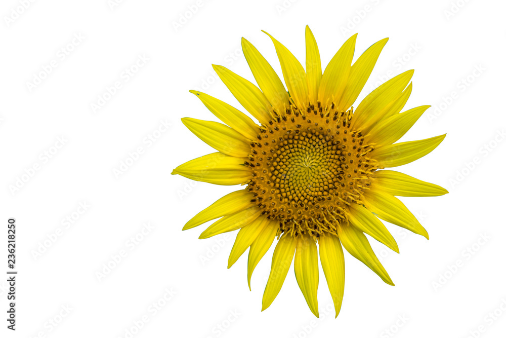 Sun flower in isolate white background with clipping path. Sun flower in isolate white background with clipping path.