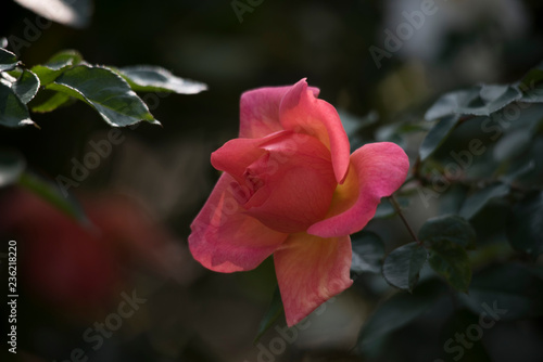 rose flower photo