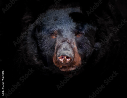 portrait of a bear