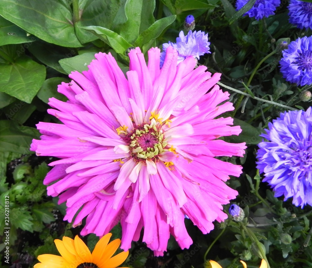 Obraz premium pink flower