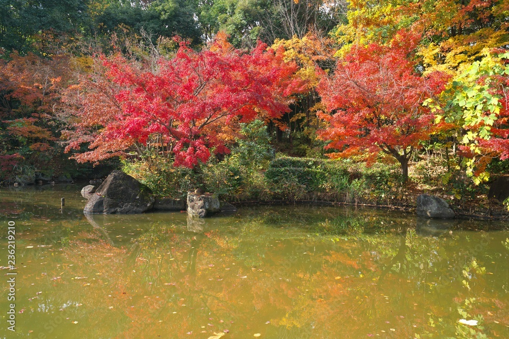 Tokyo,Japan-November 29,2018: A Japanese garden in early winter in Tokyo
